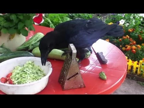 Наглая ворона в гостях