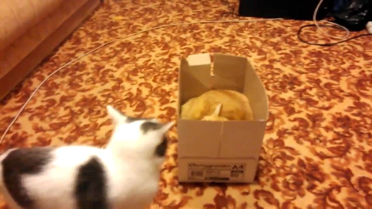 Когда коробка одна,а котов двое