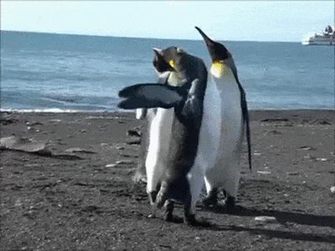 Драка пингвинов