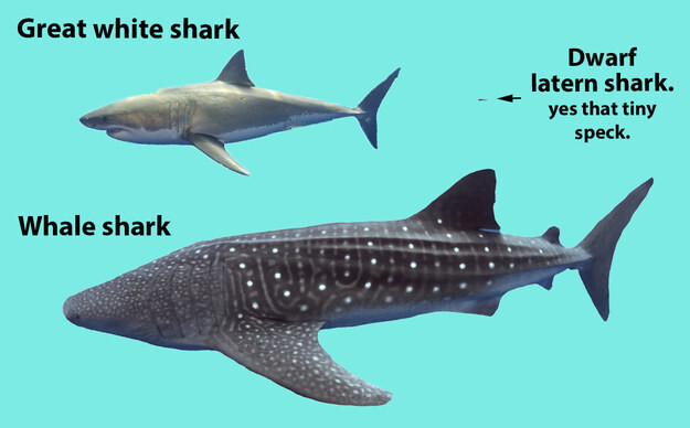 14 фактов, которые докажут вам, что акулы недооценены