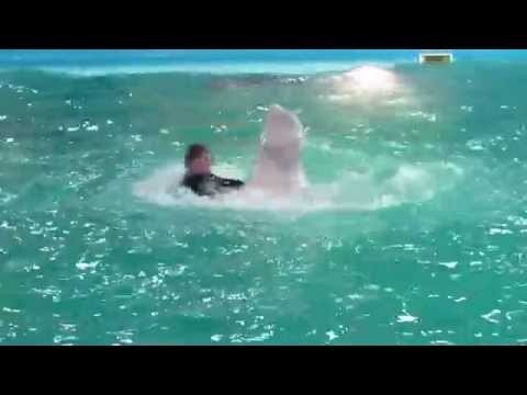 Харьковский дельфинарий