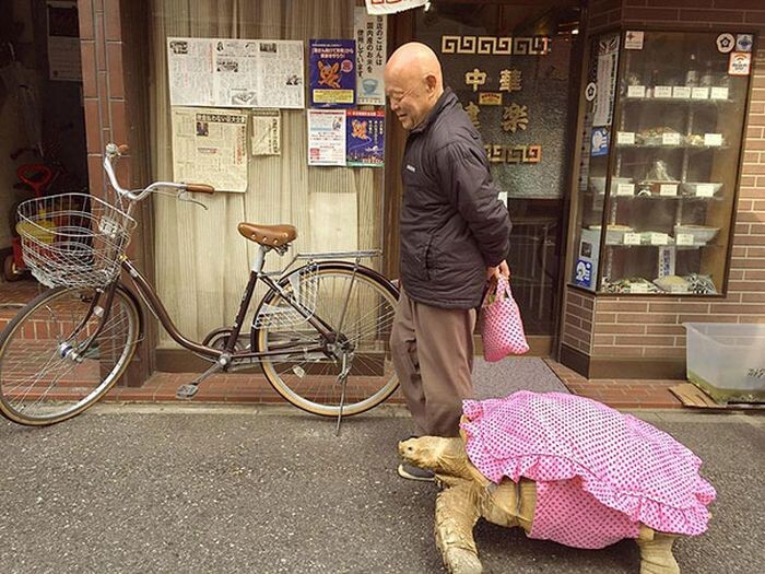 Пожилой японец выгуливает свое экзотическое домашнее животное