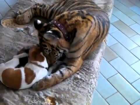 Тигр и щенок
