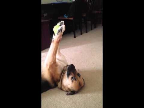 Собака показала, что умеет держать мяч