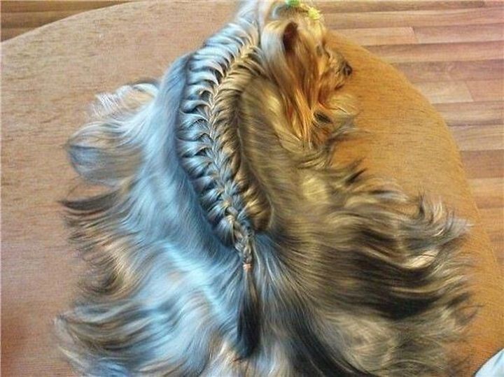 10 чудесных животных, украшенных косами