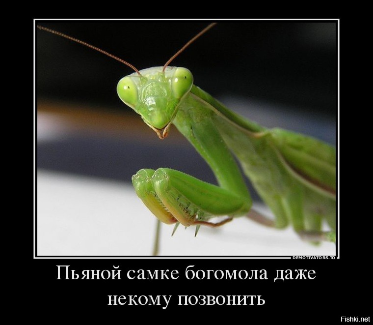 Из солянки