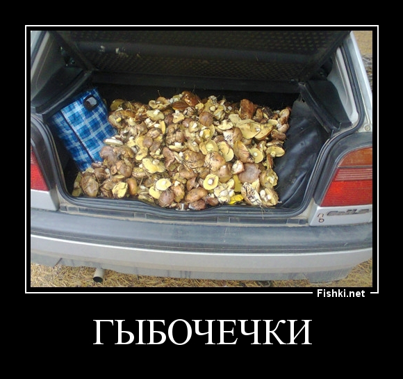 ГЫБОЧЕЧКИ