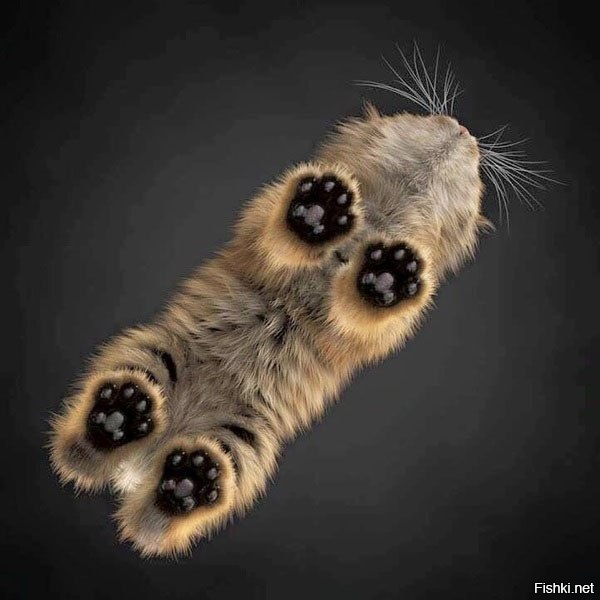 Все видели шедевр &quot;Кошка