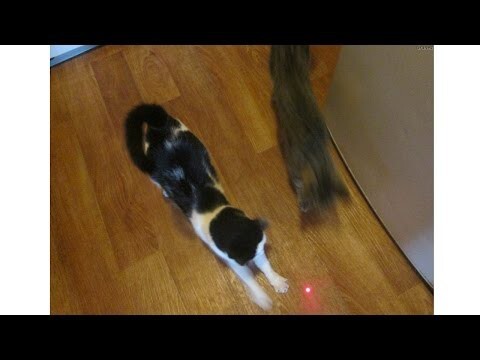 Смешные животные ловят лазерную точку