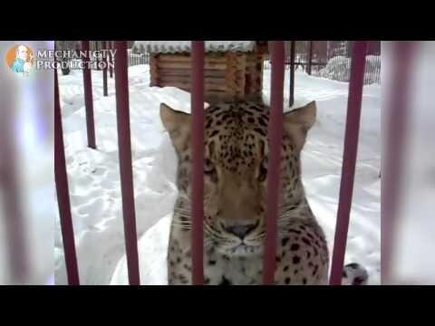 Подборка смешных видео за апрель