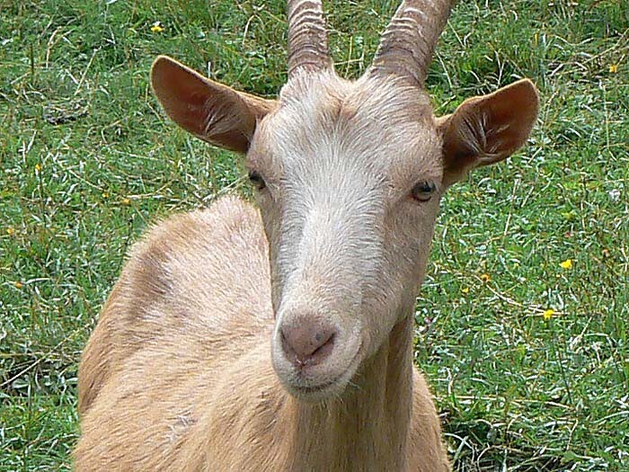 «Усынови козу» — новая политика фермерского партнерства в Европе