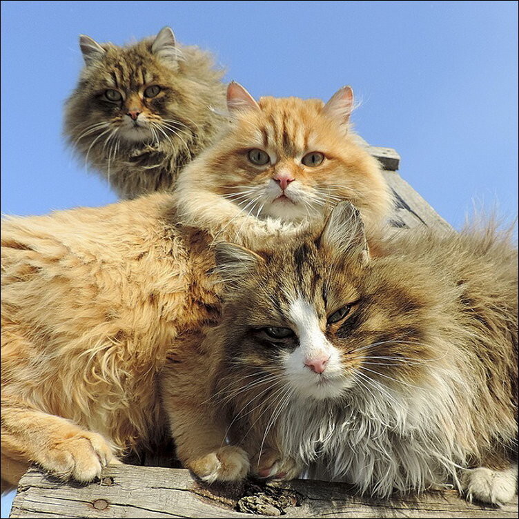 Кошляндия