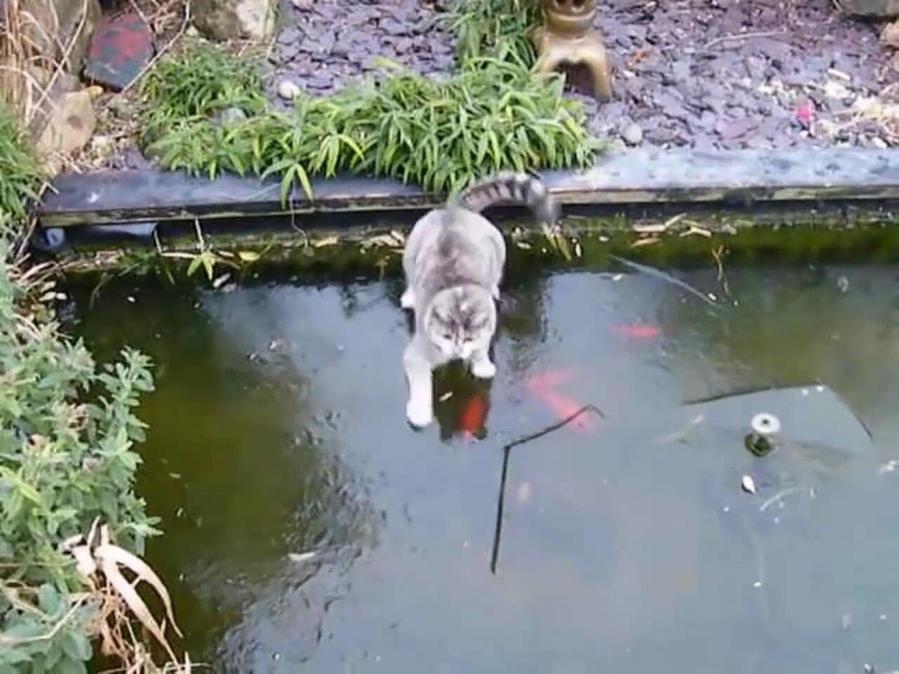 Кошачья рыбалка на льду