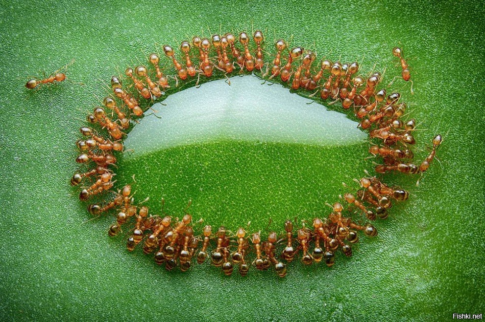 Крошечные муравьи окружили каплю меда