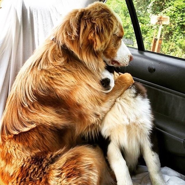 23 примера очаровательной дружбы и любви собак