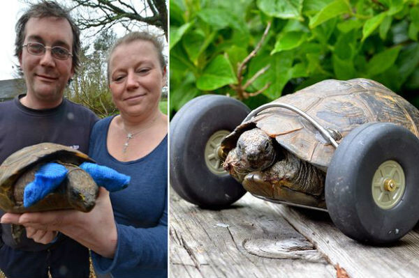 Колеса заменили 100-летней черепахе лапы