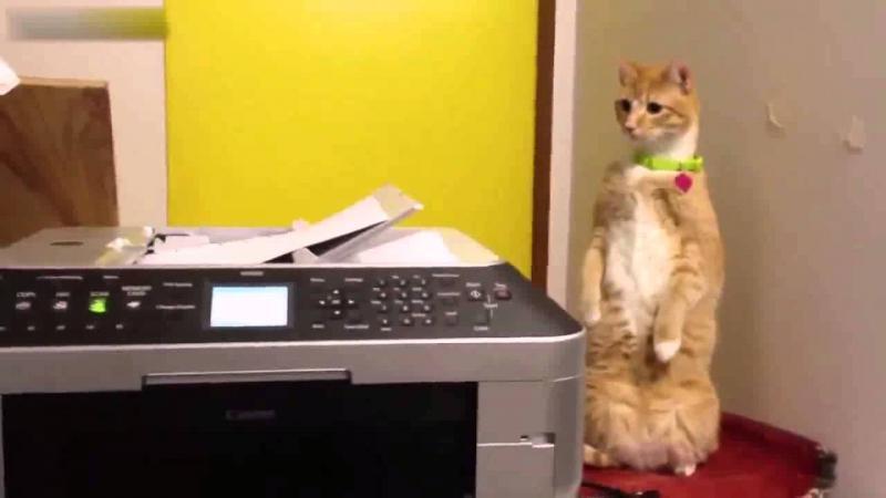 Кот завтыкал на принтер