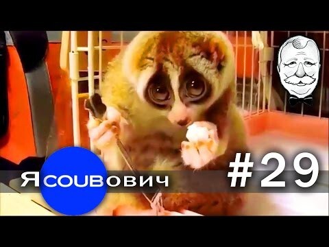 яCOUBович - лучшие coub #29