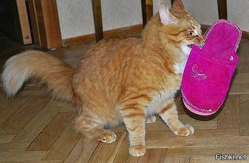 Из солянки