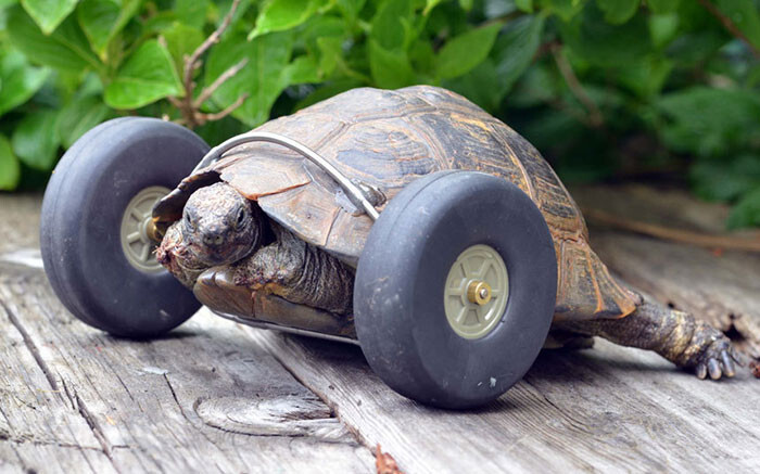 Протез для 90-летней черепахи 
