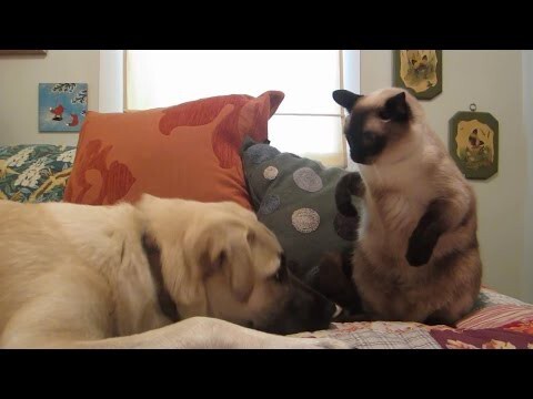 Бокс: Кот vs Пес
