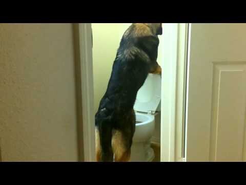 Собака ходит в туалет как человек