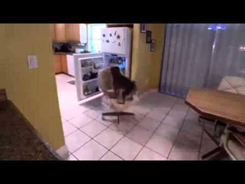Собака умеет пользоваться холодильником 