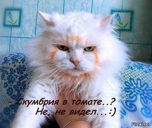 Из солянки