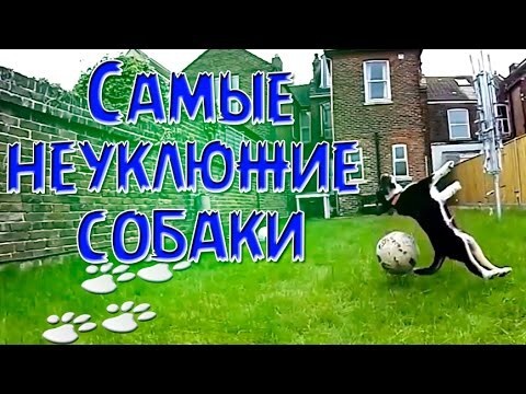 Самые неуклюжие собаки