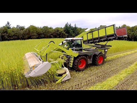 Как убирают урожай конопли в Европе