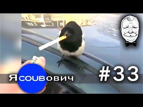 ЯCOUBович - лучшие coub #33