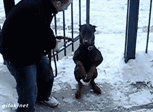 На задних лапах
