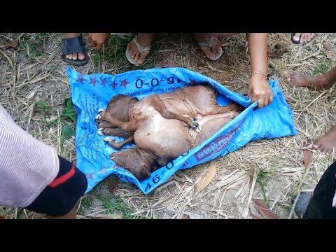 Молодые бычки сиамские