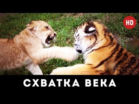 Тигренок и Львенок играют и дерутся. Схватка века :)