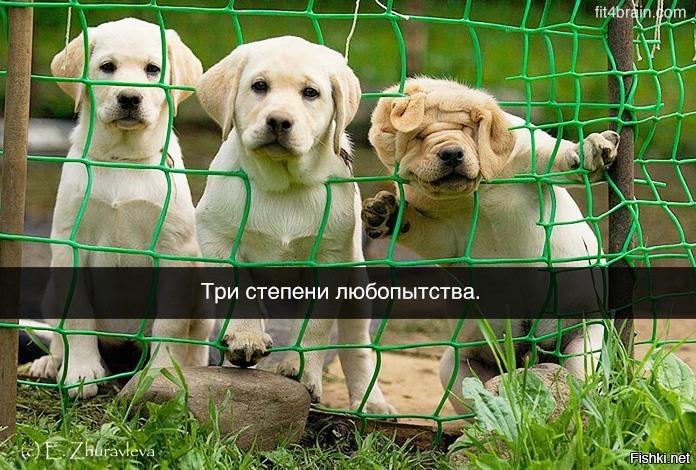 Из солянки