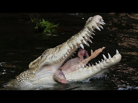 Крокодил погнался за купающимся человеком