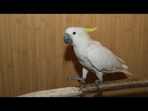 Забавный попугай очень весело танцует