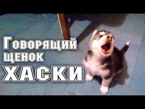 Говорящий щенок хаски