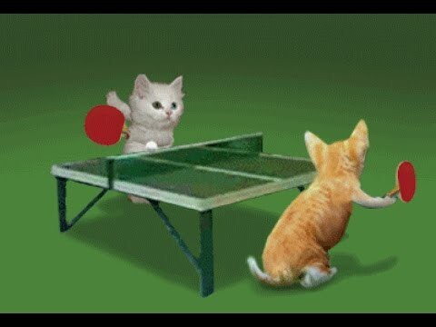 Кошки играют мячами, шариками и т.д.