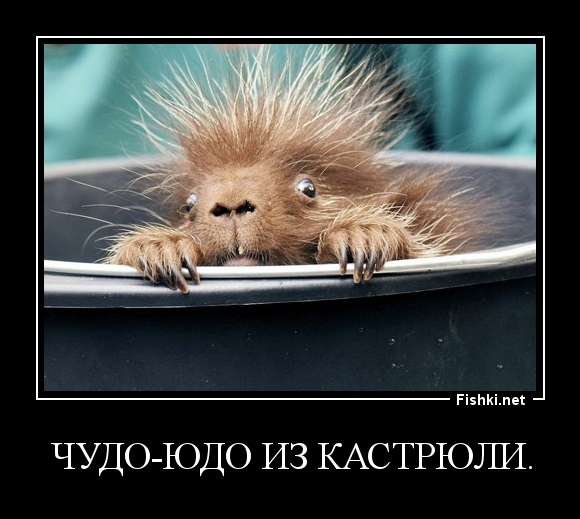 Чудо-юдо из кастрюли
