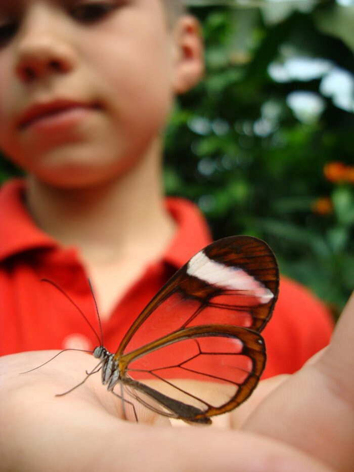  Стеклянная бабочка 