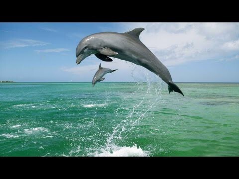 Дельфин запрыгнул на палубу