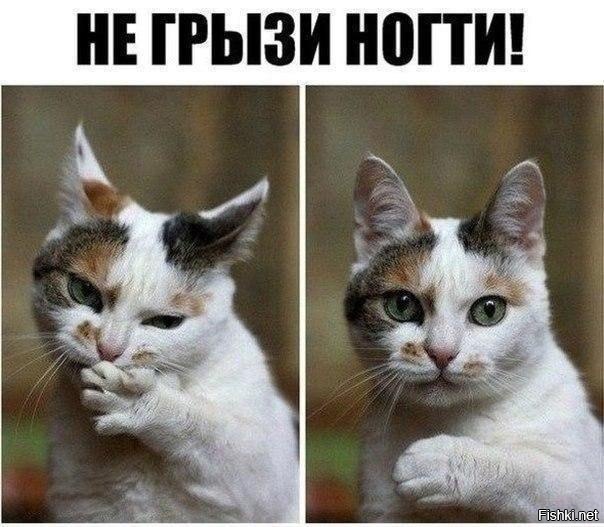 Из солянки
