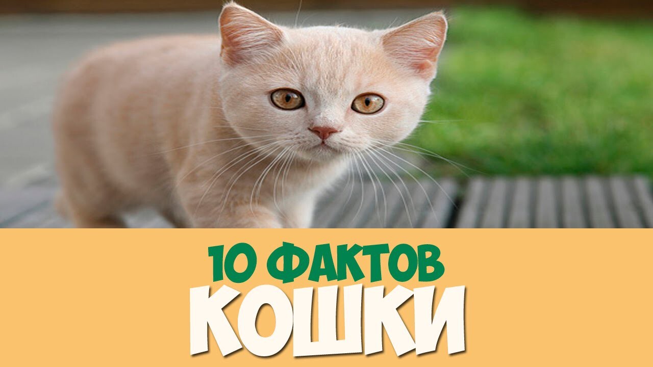 10 фактов о Кошках