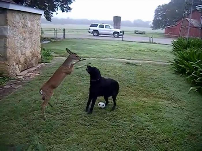 Невероятная дружба собаки и оленя