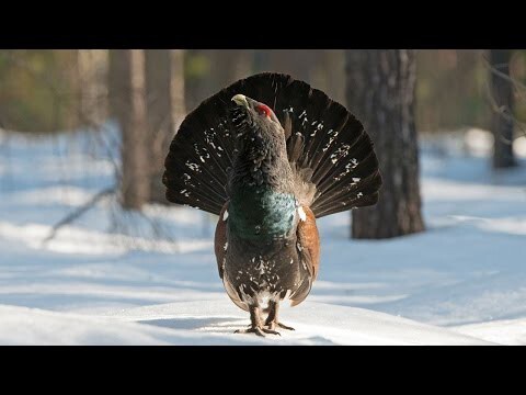 Глухарь нападает на людей