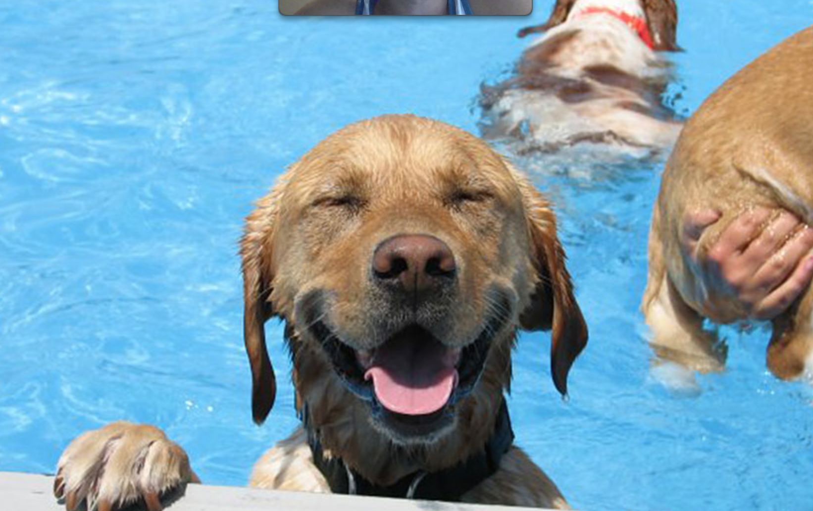 20 собак, которые будут рады провести лето у бассейна