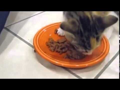 Котенок защищает свою еду 