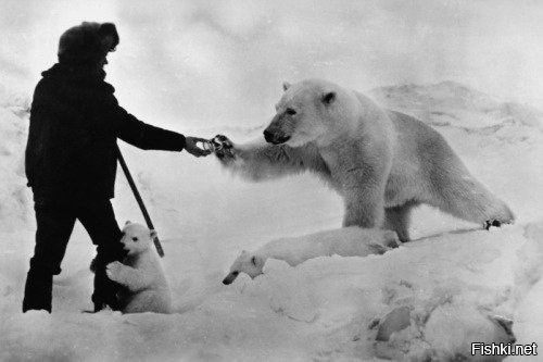 Полярники подкармливают голодную медведицу сгущенкой, СССР, 80-е годы