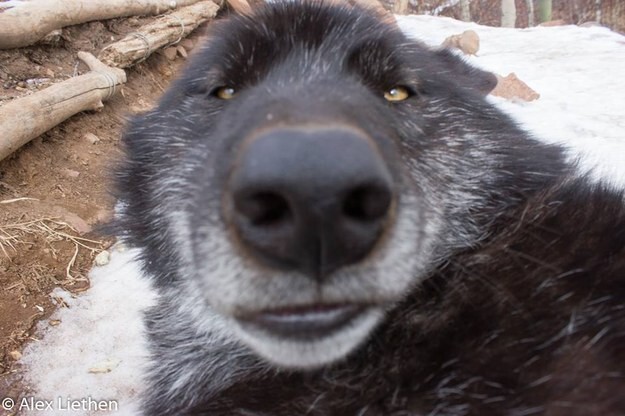 18 фотографий, на которых волки милы как никогда